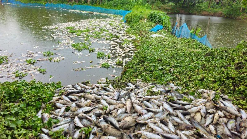 গাজীপুরে শত্রুতার জেরে পুকুরে বিষ প্রয়োগ, মরে ভেসে উঠলো সাড়ে ১৬ হাজার মাছ