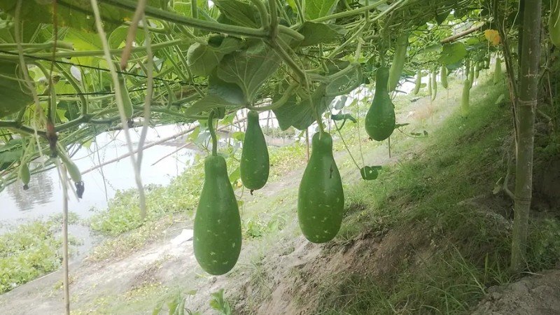 কুড়িগ্রামে বাঁধের ঢালে দুই কিলোমিটারজুড়ে লাউ চাষ, কৃষকদের মুখে হাসির ঝিলিক